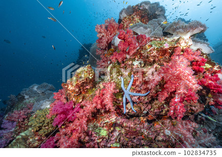 Colorful soft coral reef and marine life at Richelieu Rock 102834735