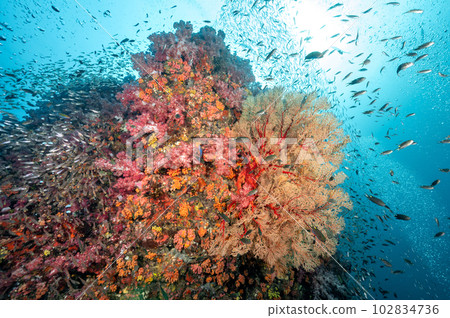 Sea Fan with colorful soft coral reef in Thailand 102834736