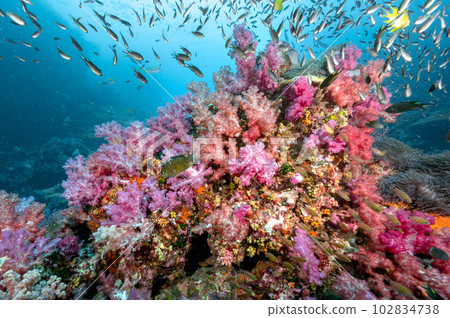 Colorful soft coral reef and marine life in Thailand 102834738