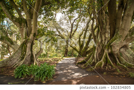 Beautiful environment in Albert park in the downtown of Auckland, New Zealand. 102834805