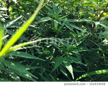 Background of wild cannabis grass with sunlight filtering through the bushes and back and ball bokeh 102834836