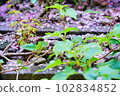 Roadside wild grass close-up 102834852