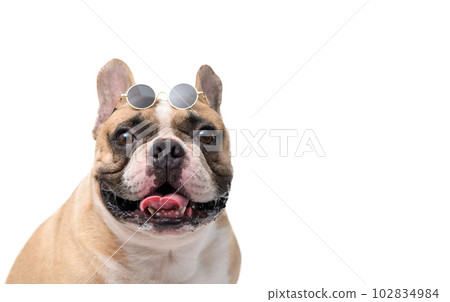 Cute French bulldog wear sun glasses isolated on white background. pet and animal Cute French bulldog wear sun glasses isolated on white background. pet and animal 102834984