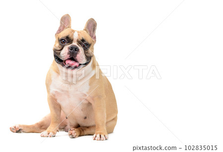 cute French bulldog sit on white background. pet and animal 102835015