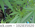 正在培育的醫用大麻幼苗的葉子和幼葉的自上而下圖像。散景賦予視覺真實感。 102835020