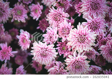 Beautiful pink chrysanthemum background, Top view and flower Beautiful pink chrysanthemum background, Top view and flower 102835041