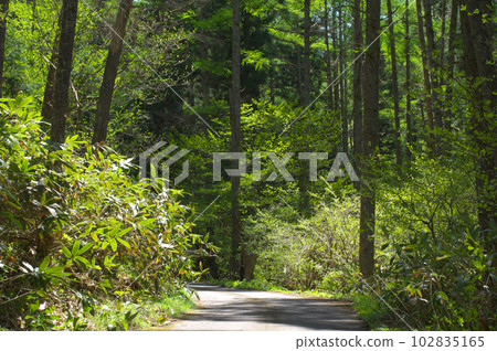 清新的綠色山路 102835165