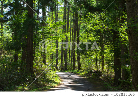 清新的綠色山路 102835166