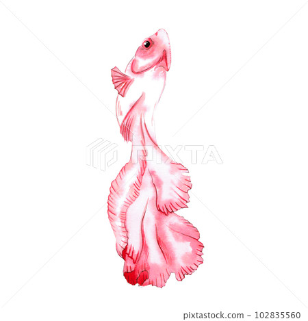 Siamese fighting fish watercolor illustration hand writing 102835560