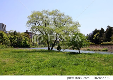 Scenery of the Hirose River, nature of the riverbed 102835580