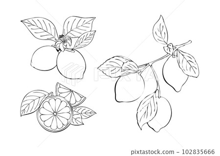 Citrus collection contour linear hand drawing, orange and lemon, branch with fruits and leaves, flower. Citrus collection contour linear hand drawing, orange and lemon, branch with fruits and leaves, flower. 102835666