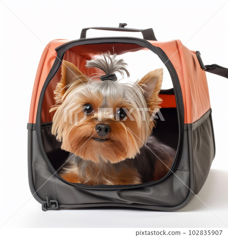 Small dog yorkshire terrier peeks out of a carrying bag, isolated on a white background, close-up, 102835907
