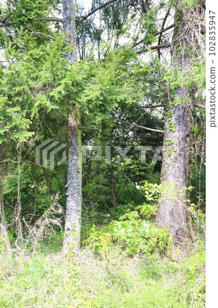 Scenery of the Hirose River, nature of the riverbed 102835947