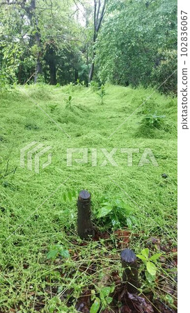 green carpet, natural carpet green carpet, natural carpet 102836067