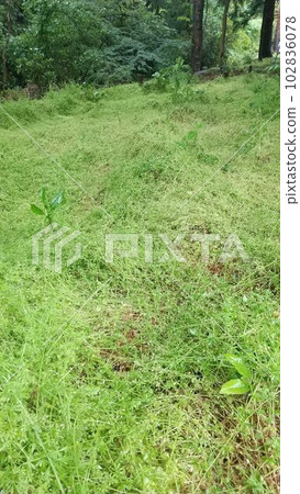 green carpet, natural carpet 102836078