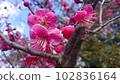紅梅花。帶著開始綻放的花蕾 102836164