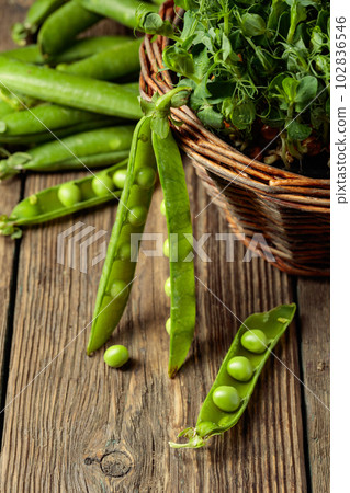 Fresh pea pods and microgreen sprouts. Fresh pea pods and microgreen sprouts. 102836546