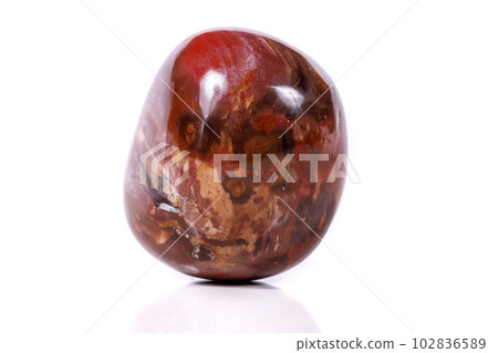 Macro mineral stone ground petrified tree on white background 102836589