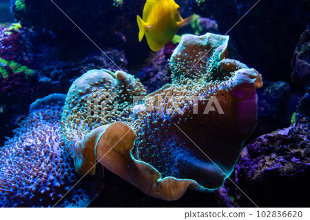 Sarcophyton, mushroom-like leathery coral 102836620