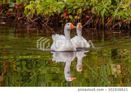 beautiful pair of geese floating on water 102836621