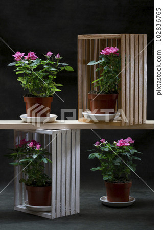 Potted indoor rose bushes on a dark background Potted indoor rose bushes on a dark background 102836765