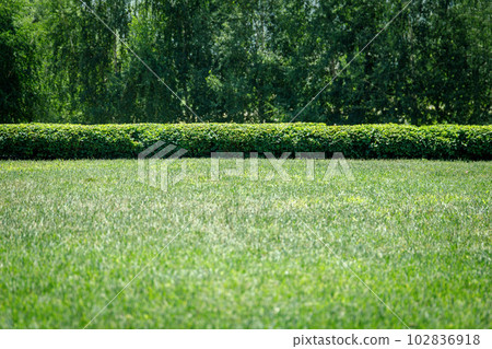 Green field, against the background of which there is a forest behind the bushes Green field, against the background of which there is a forest behind the bushes 102836918