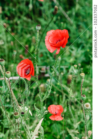 wonderful red poppies in green grass 102837082