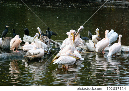 Pelicans sit on a log that is in the lake Pelicans sit on a log that is in the lake 102837114