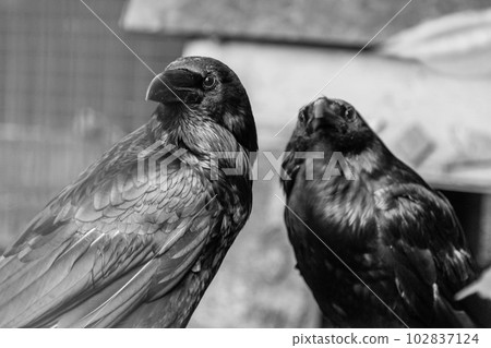 Beautiful black crows sit on a stump 102837124