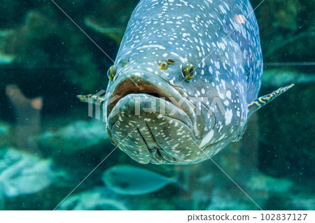 Fish Large grouper 102837127