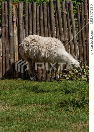 White lama eats White lama eats 102837129