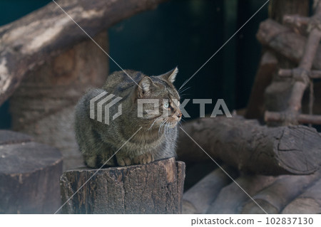 Forest cat sitting on a stump close up Forest cat sitting on a stump close up 102837130