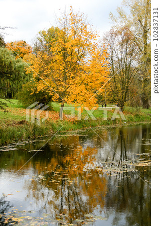 Yellow autumn trees in the park Yellow autumn trees in the park 102837131