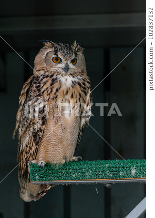 Beautiful owl Beautiful owl 102837132