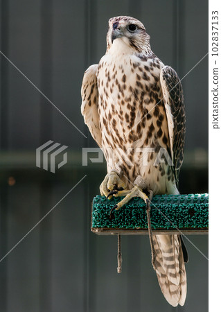 Beautiful falcon Beautiful falcon 102837133