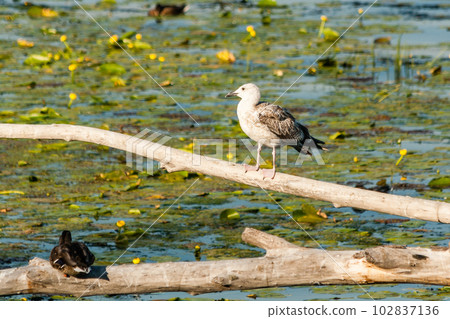 A seagull is sitting on a log close-up 102837136