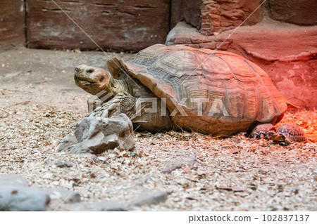 Large turtle close-up Large turtle close-up 102837137
