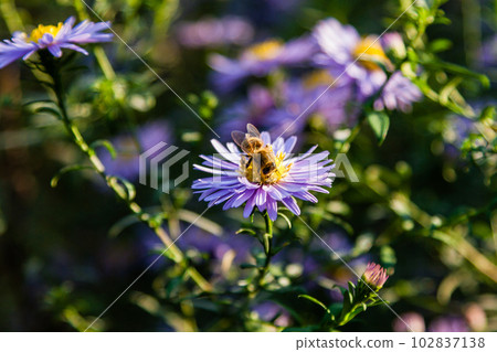 Field flowers on which insects and bees sit close up Field flowers on which insects and bees sit close up 102837138