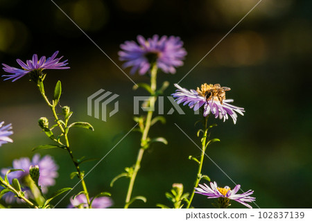Field flowers on which insects and bees sit close up Field flowers on which insects and bees sit close up 102837139
