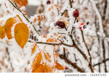 Leaves covered with hoarfrost and snow close up 102837145