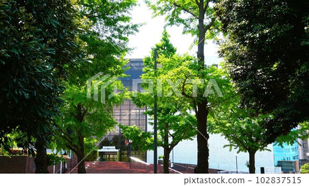 Scenery with trees and prefectural hall 102837515