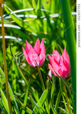 Top view of tiny tulips on grass background. 102837701