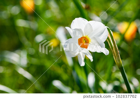 Flowering white daffodil in a green meadow. Close-up. 102837702