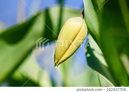 Close-up of an unopened tulip bud against a background of grass. Close-up of an unopened tulip bud against a background of grass. 102837708
