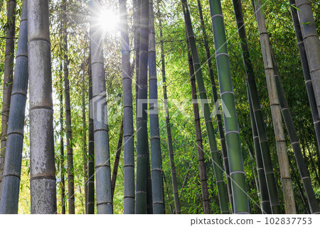  Bamboo grove 102837753