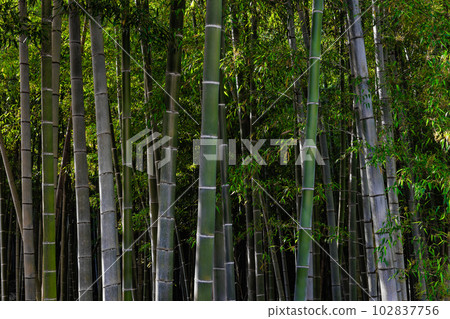 竹林 竹林 102837756