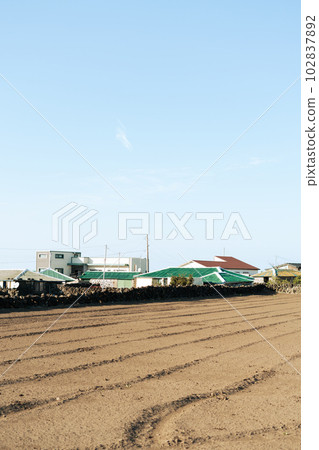 Udo island country village in Jeju island, Korea Udo island country village in Jeju island, Korea 102837892