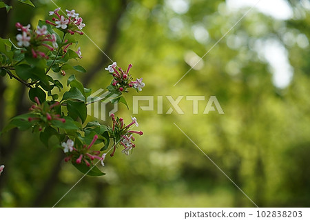 daffodil flower daffodil flower 102838203