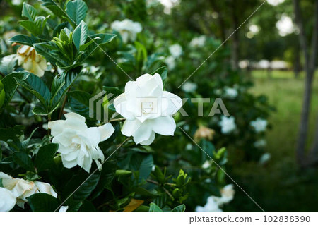A gardenia flower that emits a sweet scent in early summer 102838390