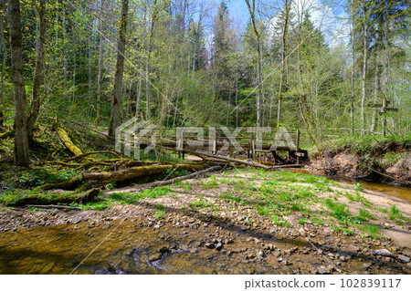A small river flows through the untouched forests of Latvia. Gaujas national park. Sigulda A small river flows through the untouched forests of Latvia. Gaujas national park. Sigulda 102839117